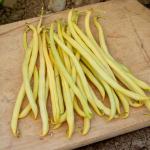 Légumes Secs - Haricot Nain Beurre Goussdor - face recto